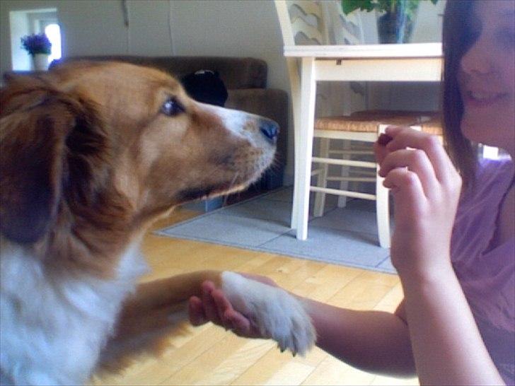 Blanding af racer Bamse  - giv pote ;D billede 6