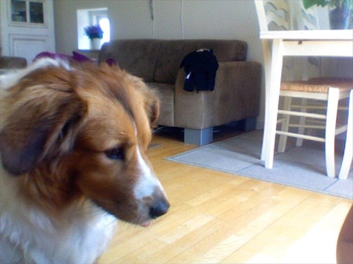 Blanding af racer Bamse  - Han kigger på noget?:D billede 4