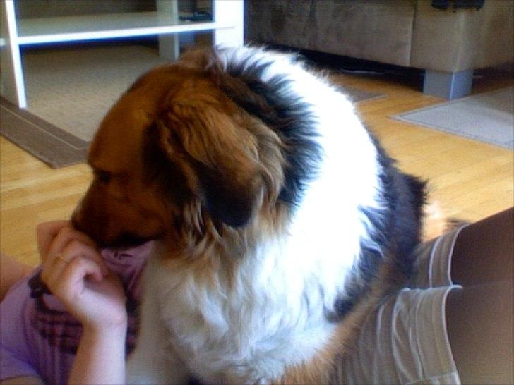 Blanding af racer Bamse  - ligger på min mave og snuser til min hånd billede 9