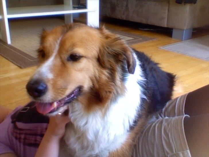 Blanding af racer Bamse  - Ligger på min mave, og slapper af (det var virkelig varmt!) billede 13