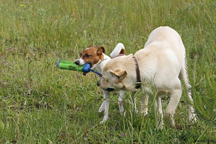 Dansk svensk gaardhund Felix - Joveno Foto
Felix og Ramses billede 6