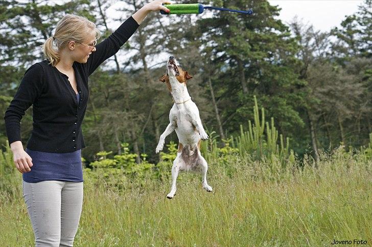 Dansk svensk gaardhund Felix - Joveno Foto
Felix hopper!! billede 8