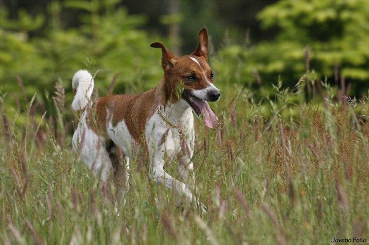 Dansk svensk gaardhund Felix - Joveno Foto billede 4