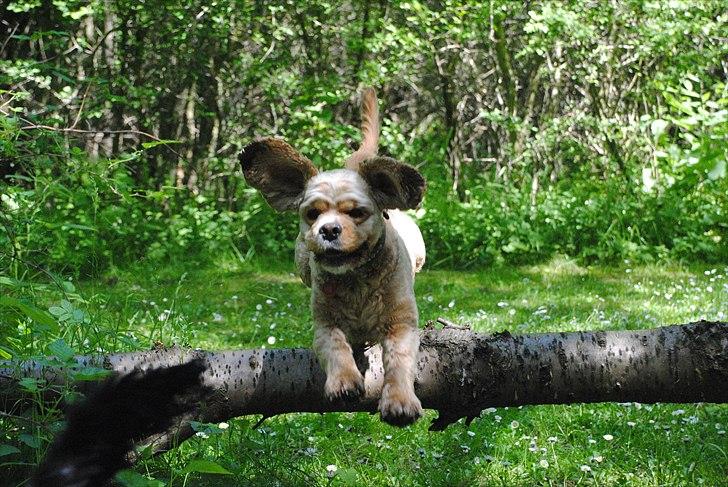 Amerikansk cocker spaniel Benni<3 billede 1