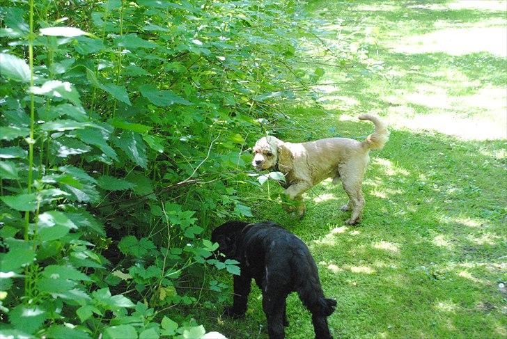 Amerikansk cocker spaniel Benni<3 billede 2