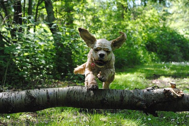 Amerikansk cocker spaniel Benni<3 billede 3