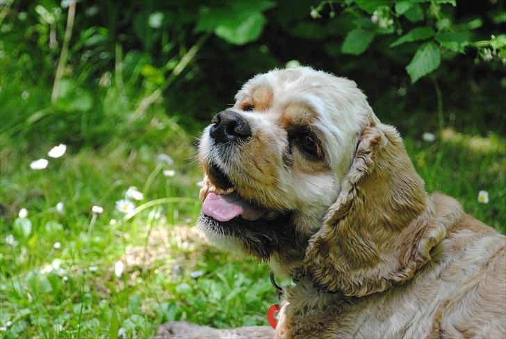 Amerikansk cocker spaniel Benni<3 billede 4