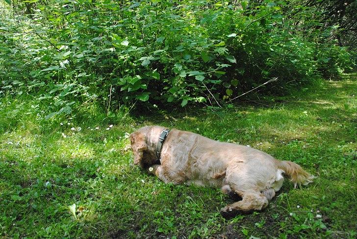 Amerikansk cocker spaniel Benni<3 billede 5