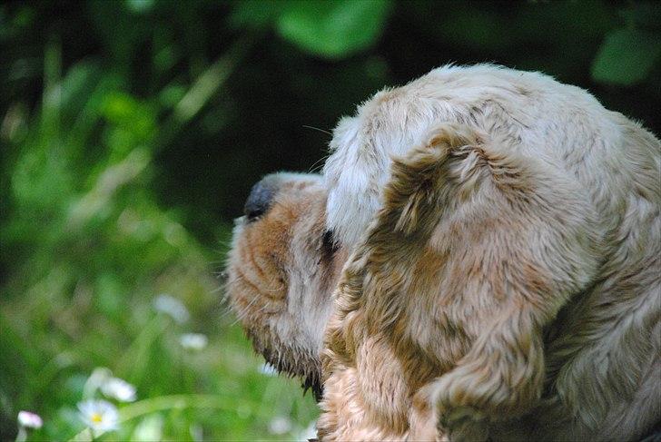 Amerikansk cocker spaniel Benni<3 billede 6