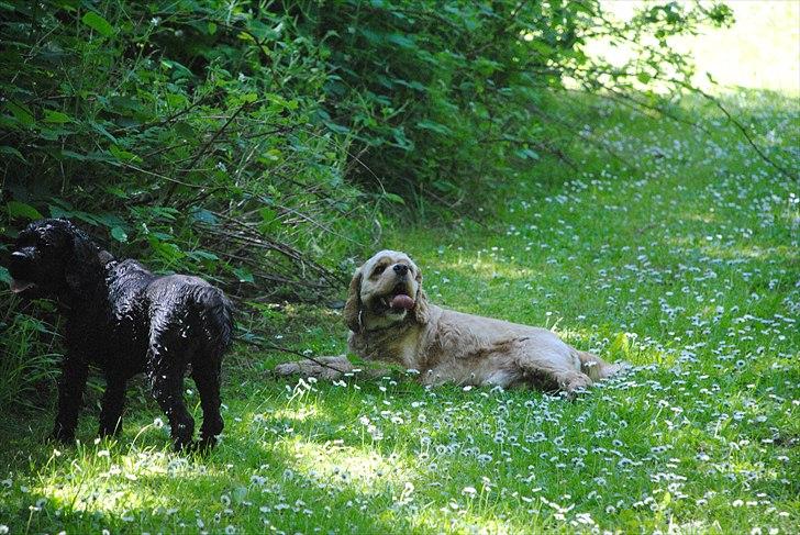Amerikansk cocker spaniel Benni<3 billede 7