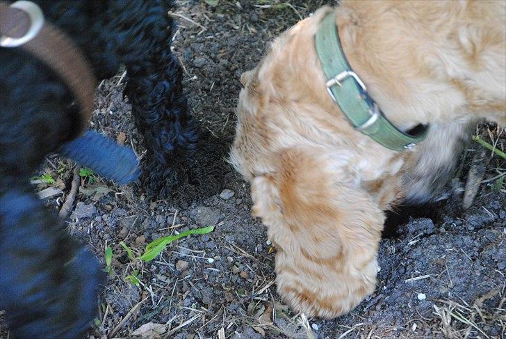 Amerikansk cocker spaniel Benni<3 billede 8