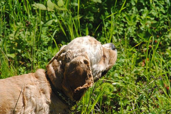Amerikansk cocker spaniel Benni<3 billede 9