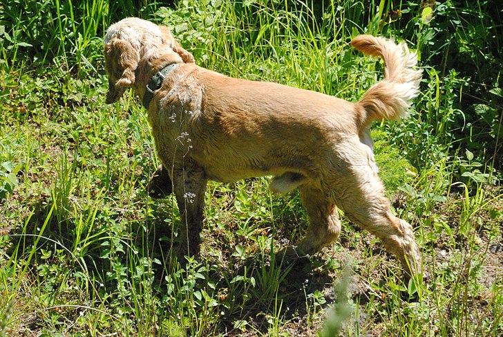 Amerikansk cocker spaniel Benni<3 billede 10