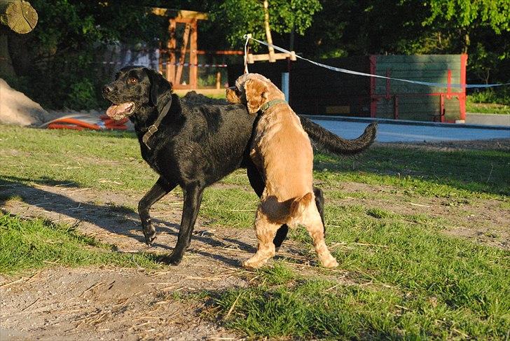 Amerikansk cocker spaniel Benni<3 billede 11