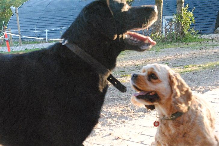 Amerikansk cocker spaniel Benni<3 billede 12