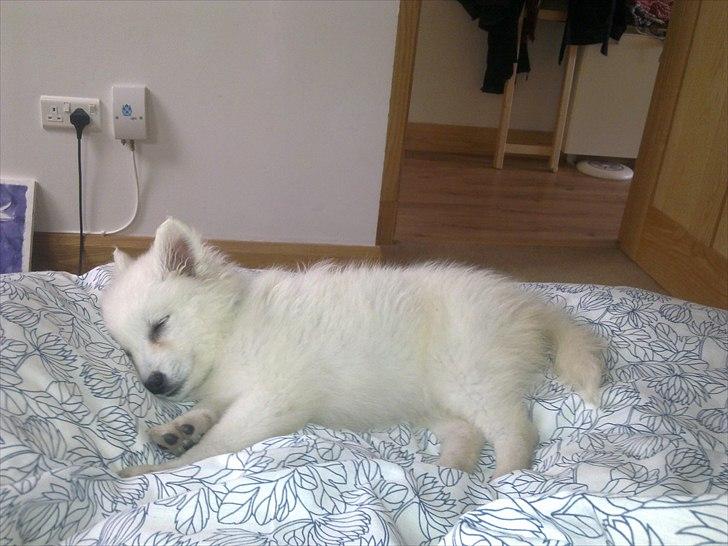 Japansk spids Sylvie Putput Rasmussen - Dagen efter vi havde fået hende, hun er allerede vokset lidt på de få uger vi har haft hende :)  billede 19