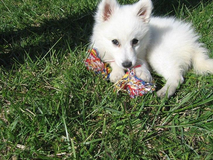 Japansk spids Sylvie Putput Rasmussen billede 15