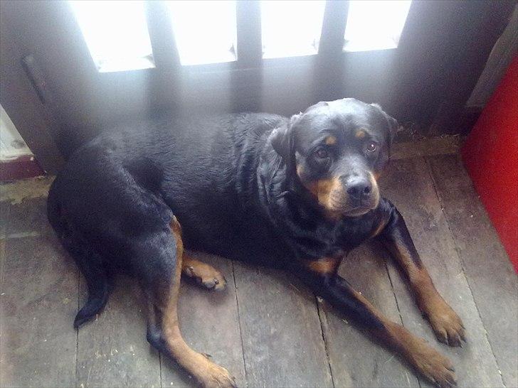 Blanding af racer sika billede 1