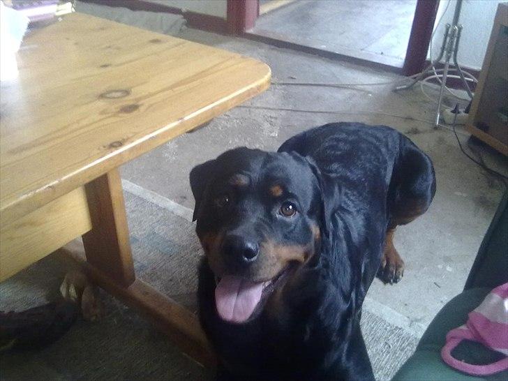 Blanding af racer sika billede 2