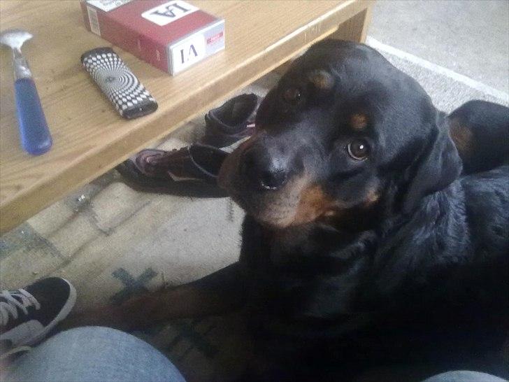 Blanding af racer sika billede 3