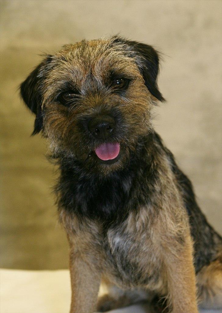 Border terrier **Molander Erik (Emil)** - Emil d. 28 Maj 2011
Billedet er taget af Studie 12 billede 1