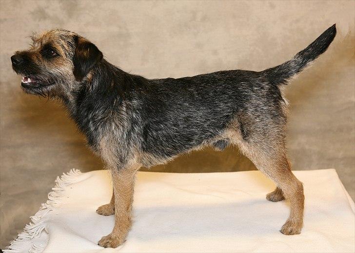 Border terrier **Molander Erik (Emil)** - Emil d. 28 Maj 2011 
Billedet er taget af Studie 12 billede 2
