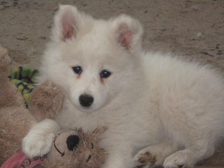 Japansk spids Enya billede 1