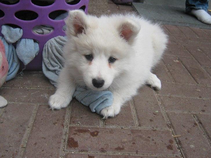 Japansk spids Enya billede 2