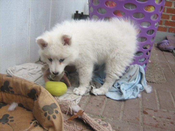 Japansk spids Enya billede 3