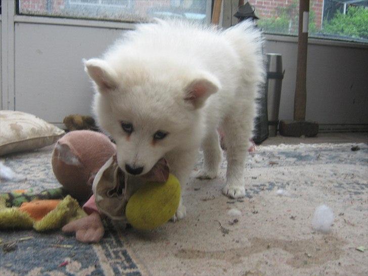 Japansk spids Enya billede 4