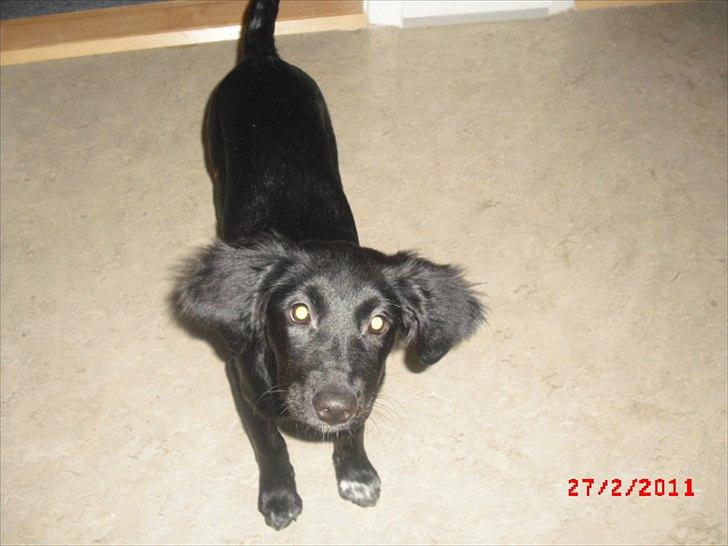 Blanding af racer Sasja billede 5