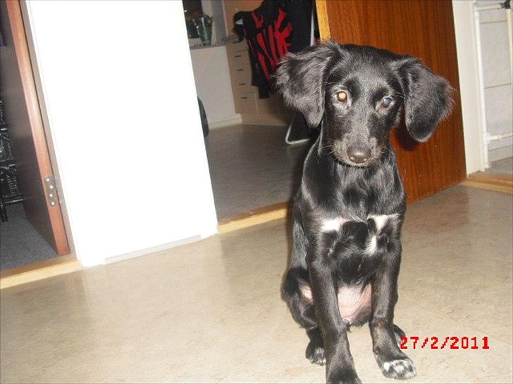 Blanding af racer Sasja billede 6