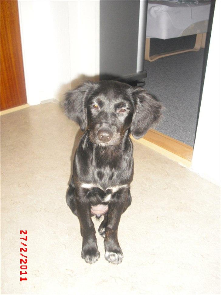 Blanding af racer Sasja billede 7