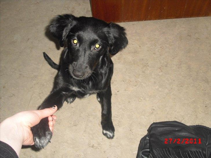 Blanding af racer Sasja billede 8