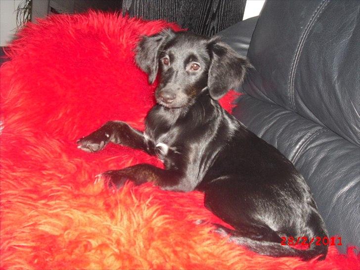 Blanding af racer Sasja billede 9