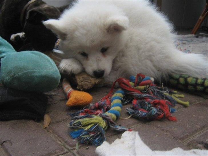 Japansk spids Enya billede 5