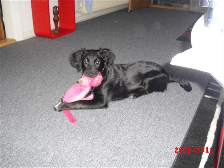 Blanding af racer Sasja billede 11