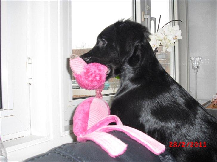 Blanding af racer Sasja billede 12