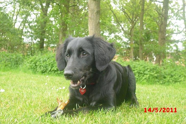 Blanding af racer Sasja billede 13