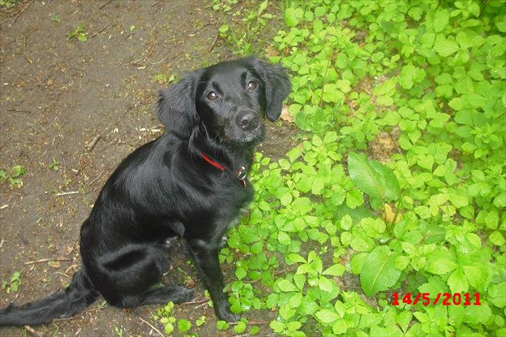 Blanding af racer Sasja billede 14