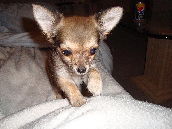 Chihuahua Adam billede 6