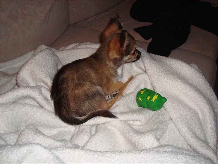 Chihuahua Adam billede 7