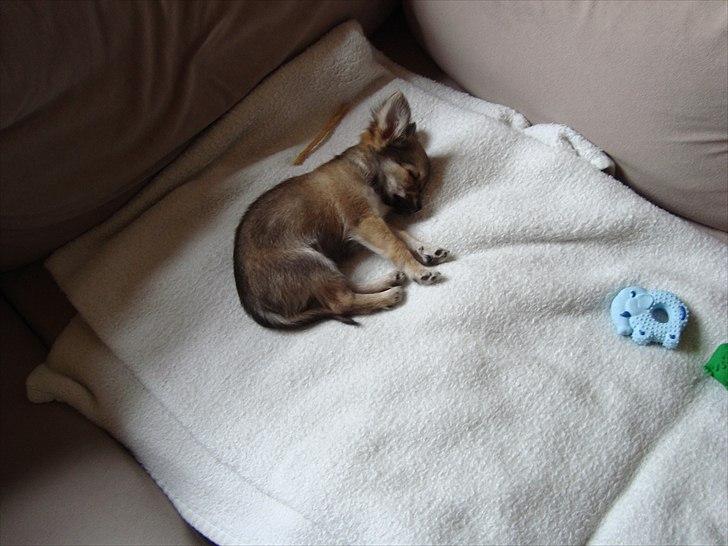 Chihuahua Adam billede 8