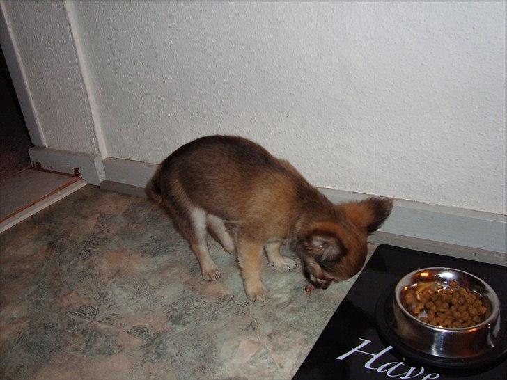 Chihuahua Adam billede 9