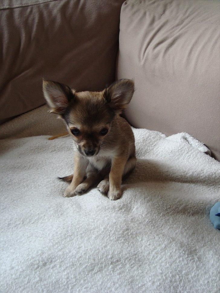 Chihuahua Adam billede 10