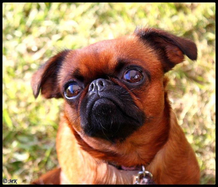 Griffon petit brabancon Cera billede 14