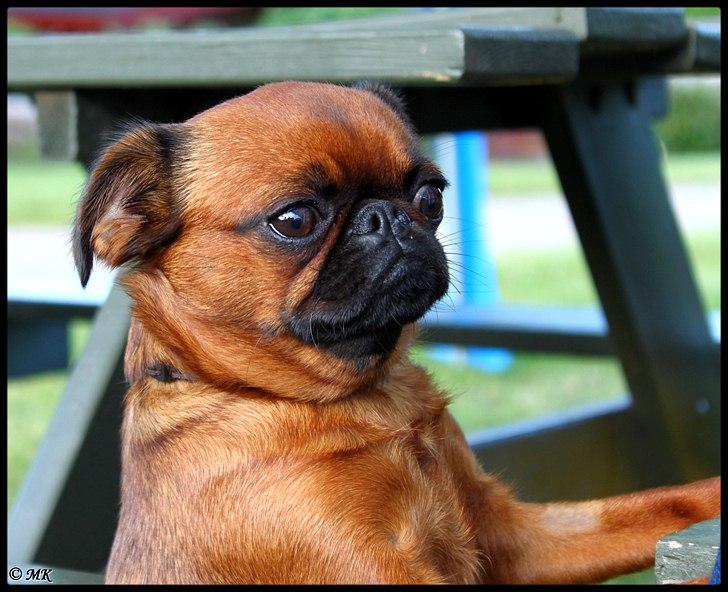 Griffon petit brabancon Cera billede 15