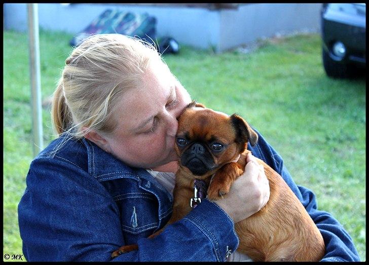 Griffon petit brabancon Cera billede 16