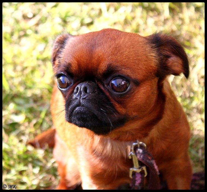 Griffon petit brabancon Cera billede 17