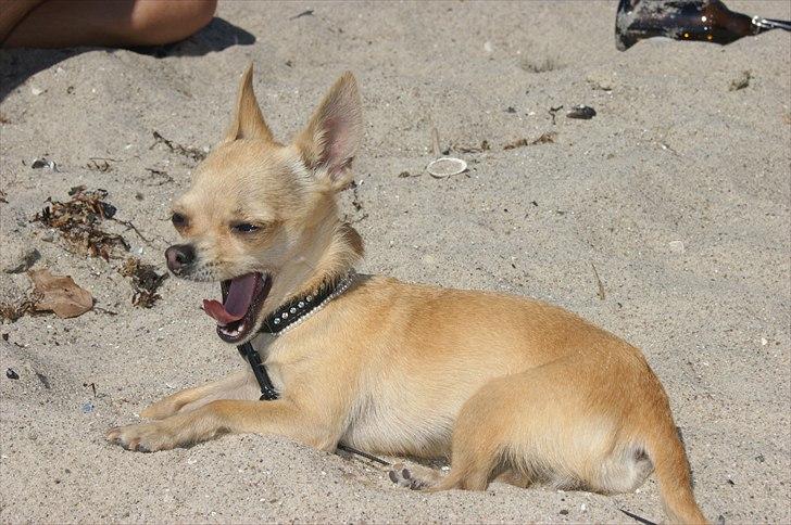 Chihuahua | Lulubell a´diva deluxe billede 10